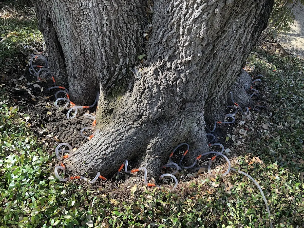 Detailed Tree Cabling and Bracing job site in North Waterford