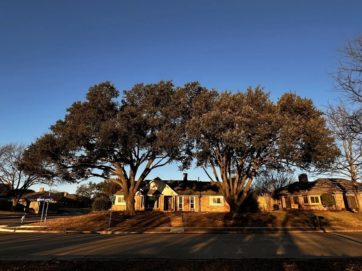 Established residential canopy tree shading a home in North Waterford