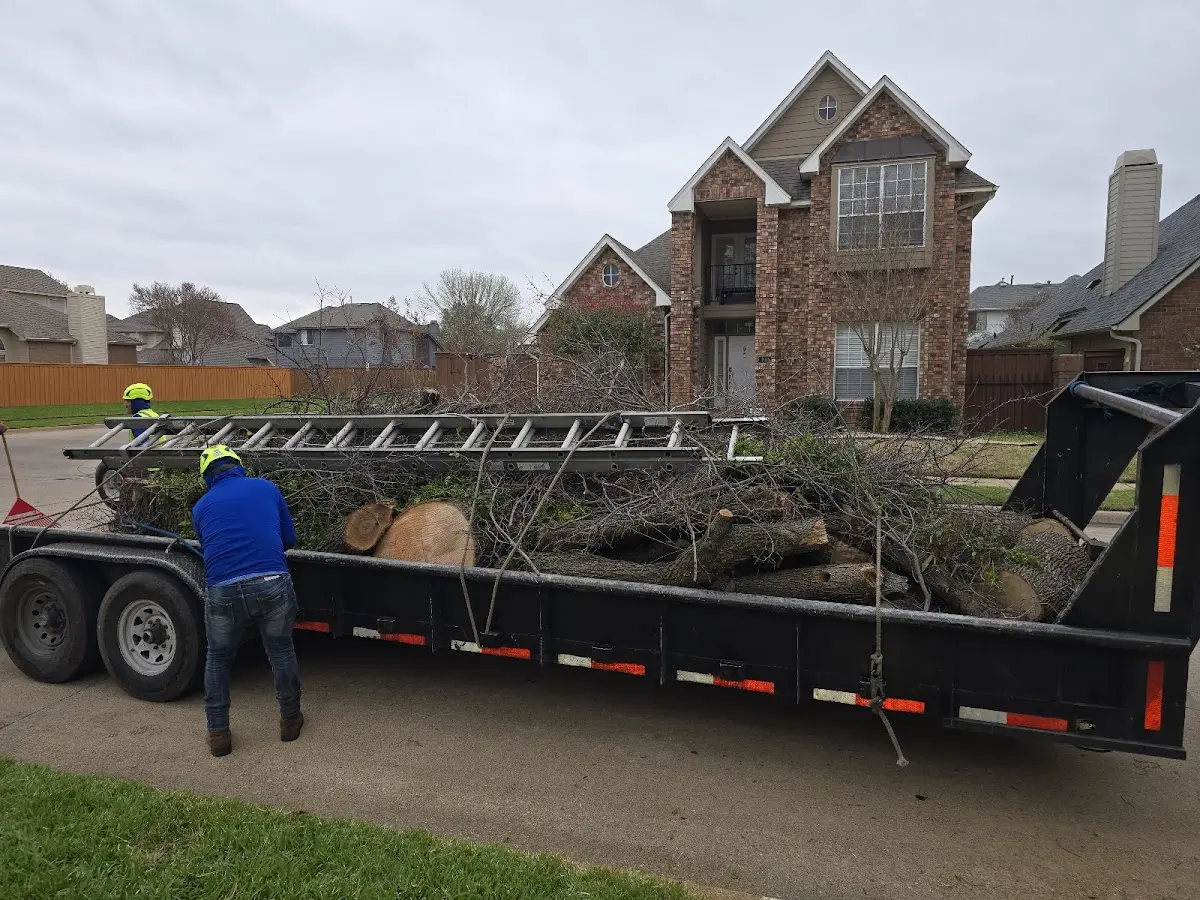 Expert Tree Pest Control with proper safety equipment in North Waterford